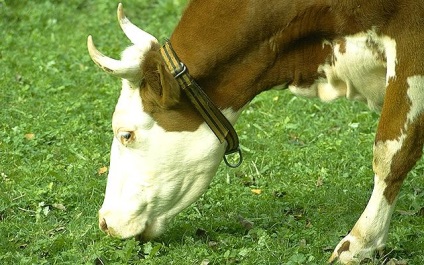 Viermii la bovine (vaci, viței, tauri) - simptome, tratament, parazit pe corpul unei vaci