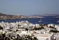 Insula grecească din Mykonos și pelicanul evaziv roz