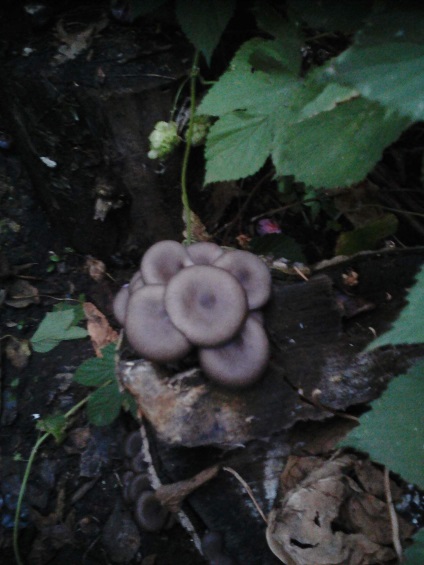Paturi de ciuperci în țară cu mâinile lor