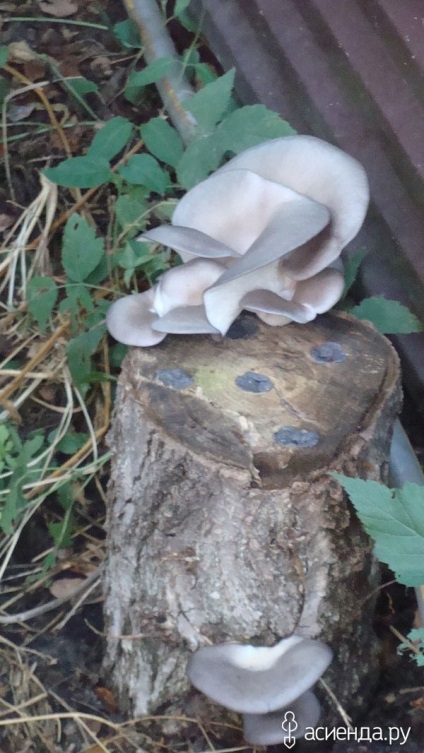 Paturi de ciuperci în țară cu mâinile lor
