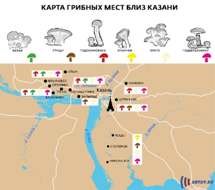 Грибний сезон де збирати, скільки коштують на ринках і що не отруїтися