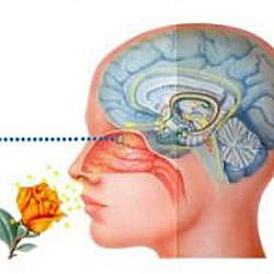 Érdekes tények a szagról és a szagról