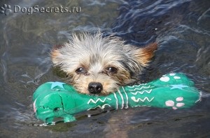 Yorkshire Terrier, îngrijire pentru york, baie, lână