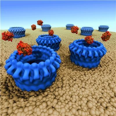 Modul în care sistemul imunitar distruge celulele infectate și canceroase