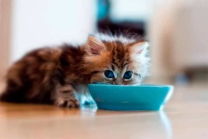 Cum sa hraneasca o pisica - Varza de viata