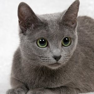Cum se cheamă pisicile cu cozile pe urechi, pisicile și câinii noștri