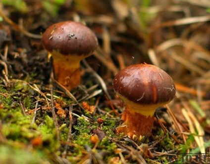 Cum să căutați și să colectați ciuperci de unt în secretele de pădure ale cioburilor de ciuperci