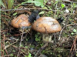 Cum să căutați și să colectați ciuperci de unt în secretele de pădure ale cioburilor de ciuperci