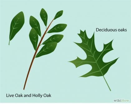 Как да се определи вида на дъбови листа върху него