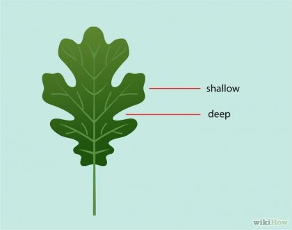 Cum se determină tipul de stejar în funcție de frunzele sale
