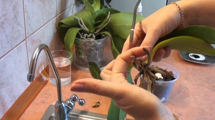 Cum să transplantezi o orhidee la domiciliu - instrucțiuni de la rândul său, topkin, 2017