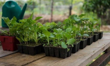 Cum să alegeți răsadurile potrivite - grădină și grădină