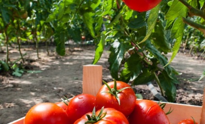 Cum de a accelera maturarea de tomate, grădinar (gospodărie)