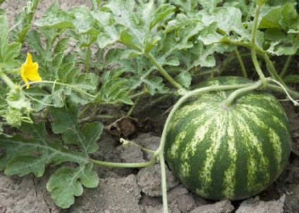 Cum sa alegi un pepene verde, raspunde la intrebarile tale