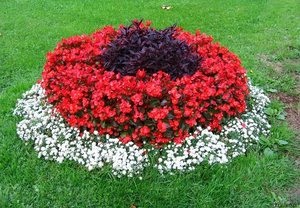 Cum sa alegi flori frumoase anuale pentru soiurile de paturi de flori, scheme de plantare si reguli de asistenta medicala