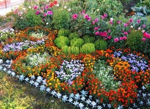 Cum sa alegi flori frumoase anuale pentru soiurile de paturi de flori, scheme de plantare si reguli de asistenta medicala