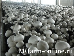 Hogyan válasszuk ki a tőzeget és készítsük el a talajt a champignons termesztéséért, a farmom online