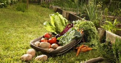 Hogyan kell termeszteni a bio zöldséget?