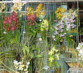 Cum cresc orhideele