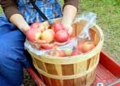 Cum să păstreze merele în timpul iernii