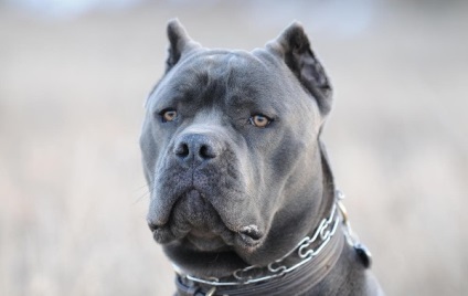 Caracteristicile Cane-corso ale rasei de câini, descriere, culori și fotografii