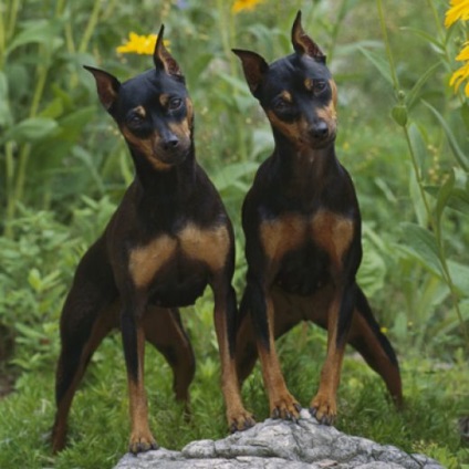 Miniatura Pinscher