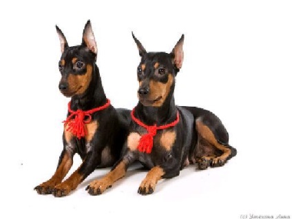 Miniatura Pinscher