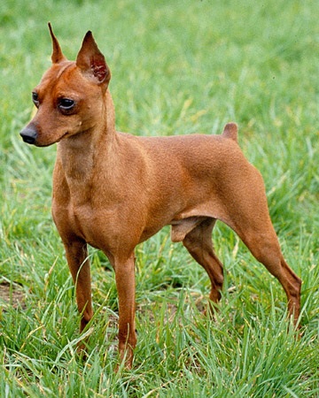 Miniatűr pinscher