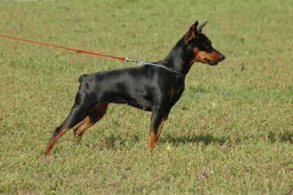 Miniatűr pinscher