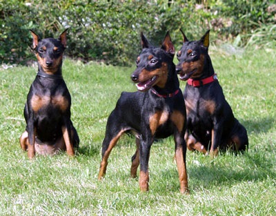 Miniatura Pinscher