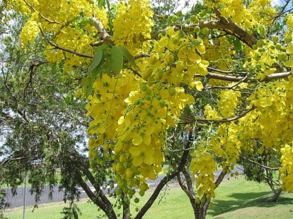 Cassia proprietăți utile