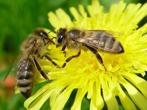 Amit a méhek álmodnak