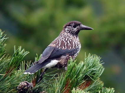 Kedrovka - Feathered Forestry