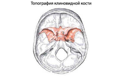 Osoanele sferice omenești, anatomia osului sferos, structura, funcțiile, imaginile de pe eurolab