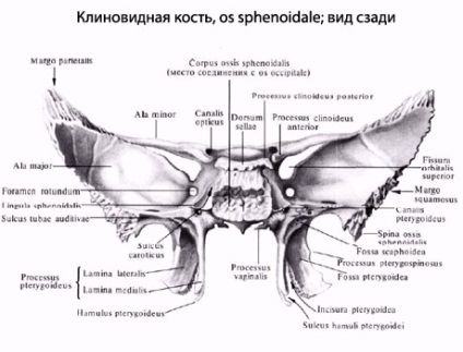 Osoanele sferice omenești, anatomia osului sferos, structura, funcțiile, imaginile de pe eurolab