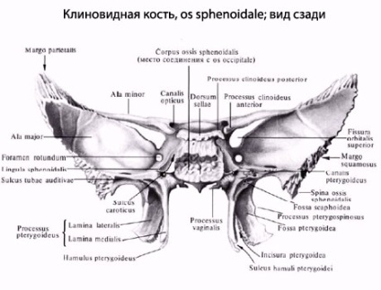 Humán sphinózis, a sphinodat csont anatómiája, szerkezet, funkciók, képek az eurolab-on