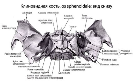 Osoanele sferice omenești, anatomia osului sferos, structura, funcțiile, imaginile de pe eurolab