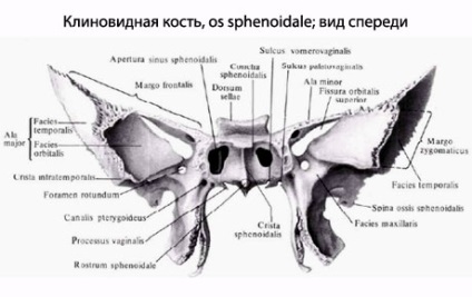 Osoanele sferice omenești, anatomia osului sferos, structura, funcțiile, imaginile de pe eurolab