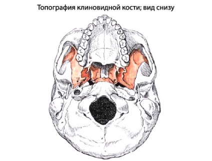 Osoanele sferice omenești, anatomia osului sferos, structura, funcțiile, imaginile de pe eurolab