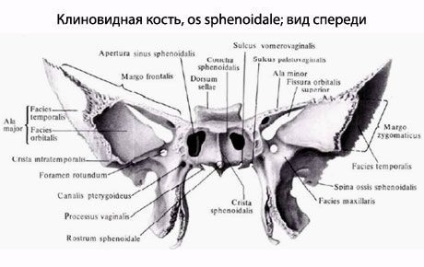 Oase cuneoide, competente în domeniul sănătății pe ilive