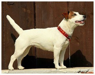 Barbat pentru împerecherea lui Jack Russell Terrier la Moscova