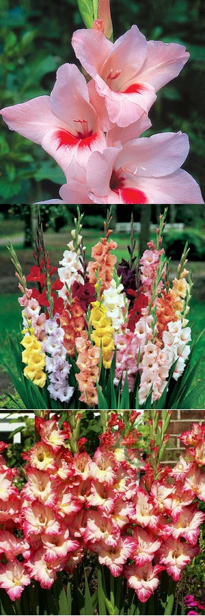 Când se plantează gladioli pentru a înflori până la 1 septembrie, o casă nouă