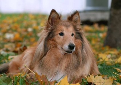 Collie - rase de caini de paza si ciobanesti - cresterea cainilor