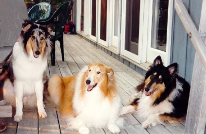 Collie - rase de caini de paza si ciobanesti - cresterea cainilor