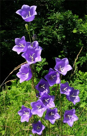 Campanula persicifolia (persignifolia)