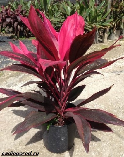Cordillina virág (photo dugványok cordillins) Cordylina virág