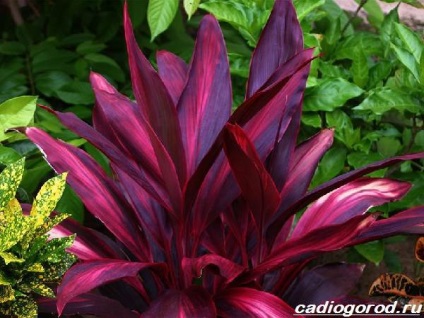 Cordillina virág (ellátás a cordillera) Cordylina virág