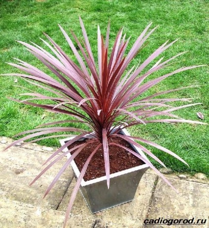 Cordillina virág (photo dugványok cordillins) Cordylina virág