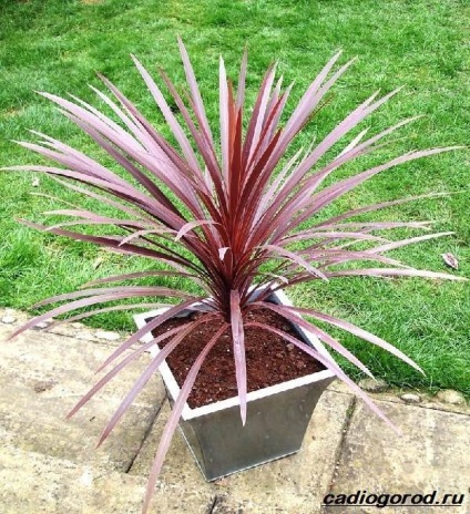 Cordylina floare