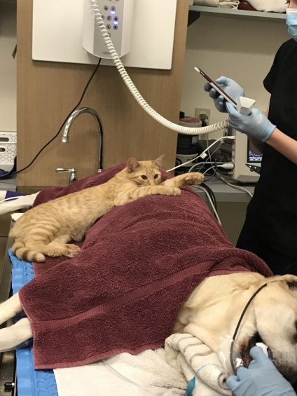 Cat egy pszichoterapeuta kutyáknak egy állatgyógyászati ​​klinikában